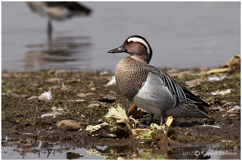 Adult Male Garganey
